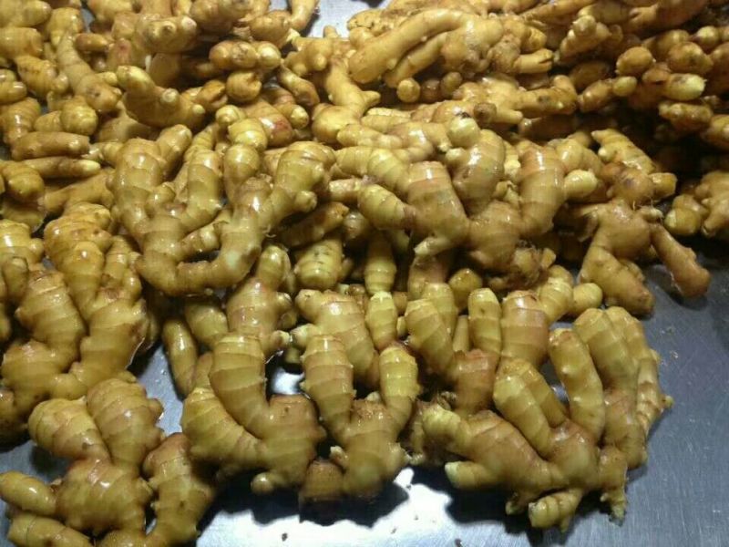 山东优质生姜大量供应坏烂包赔包证质量量大价优