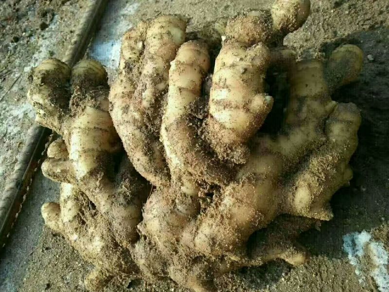 山东优质生姜大量供应坏烂包赔包证质量量大价优