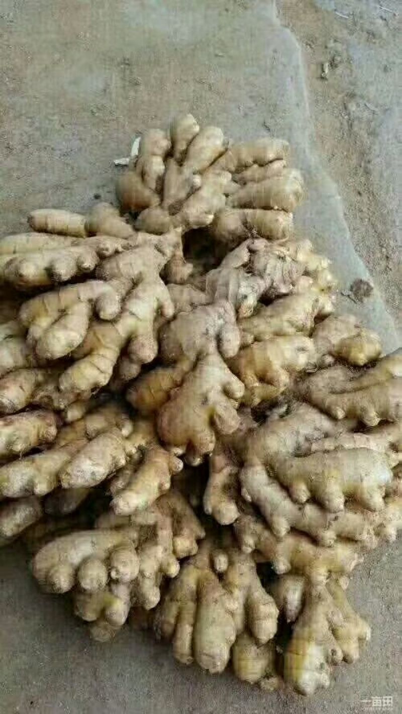山东优质生姜大量供应坏烂包赔包证质量量大价优