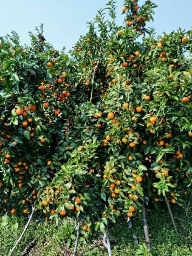 全州沙糖桔5~6cm一级