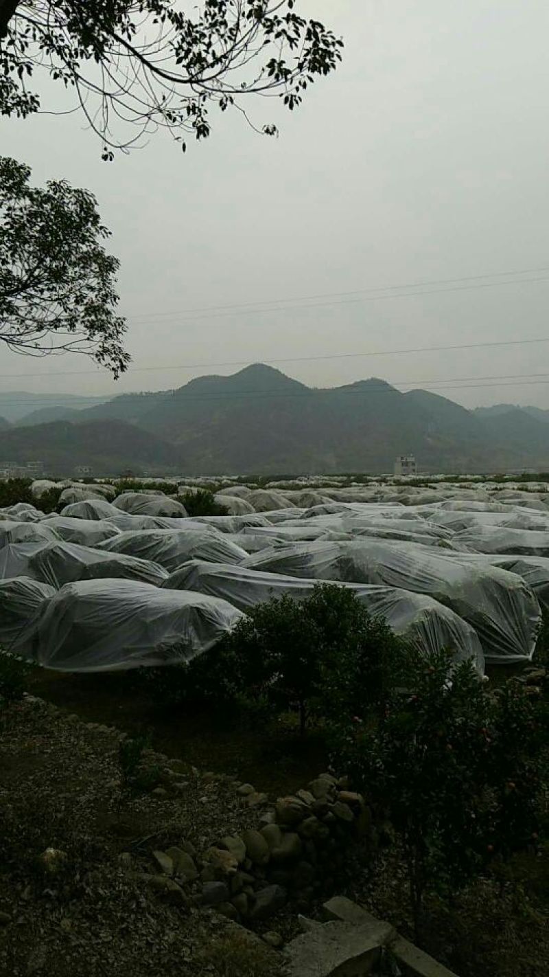 全州沙糖桔5~6cm一级