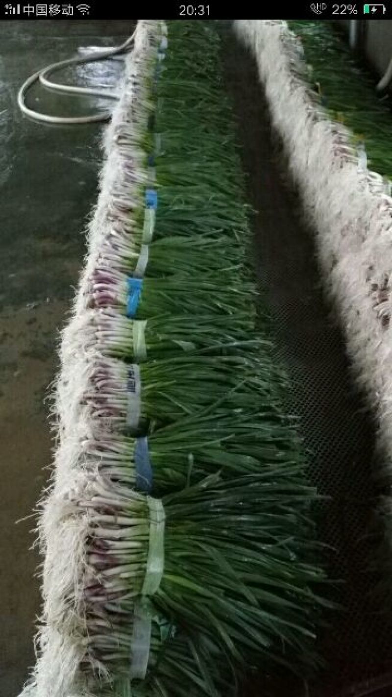 湖北蒜苗红根蒜苗大量有货产地直发欢迎来电