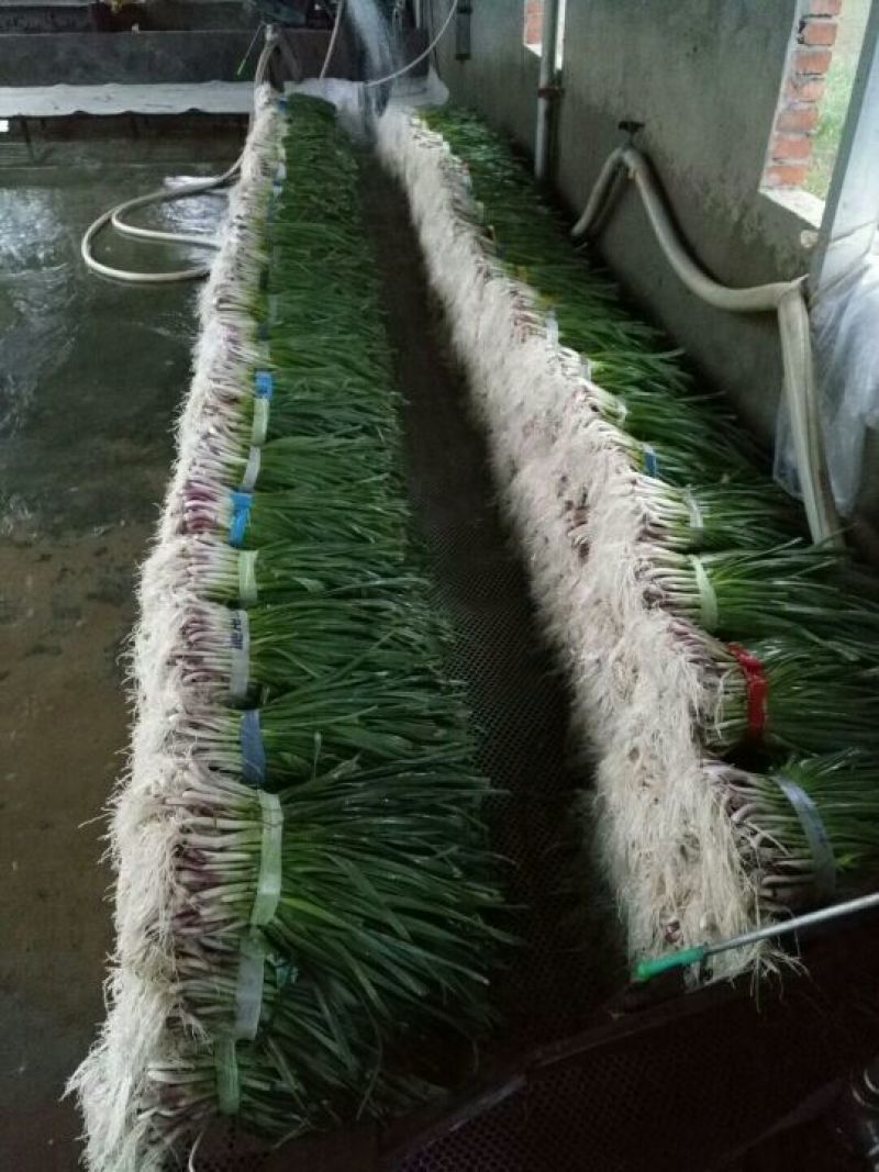 湖北蒜苗红根蒜苗大量有货产地直发欢迎来电