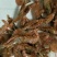 红虾干