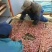对虾干