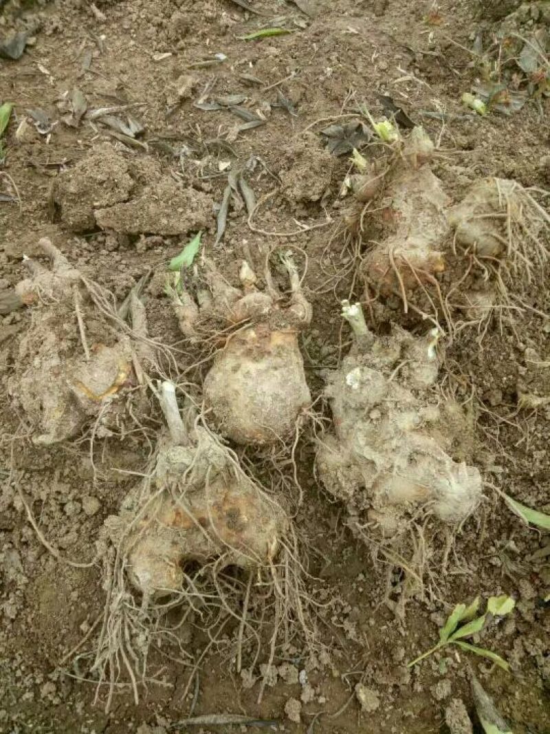 白术种苗10cm以下