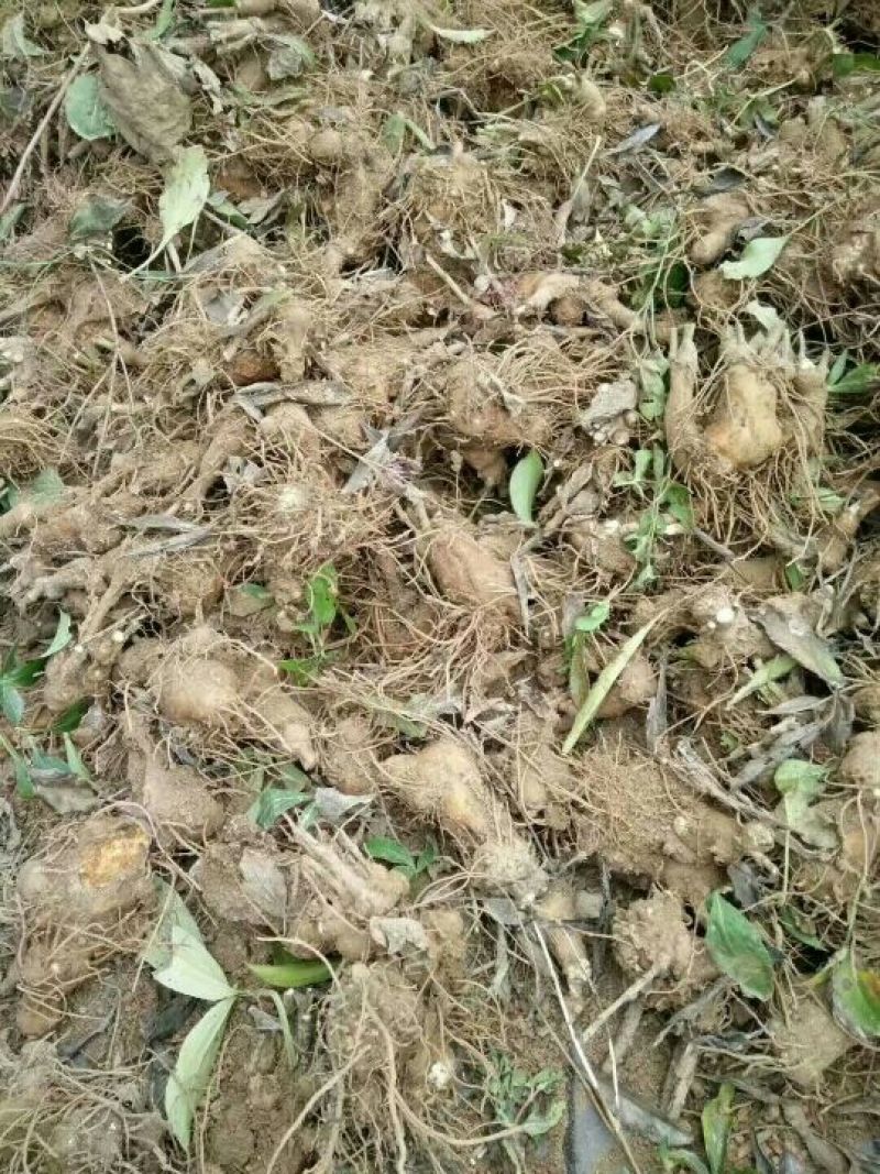白术种苗10cm以下