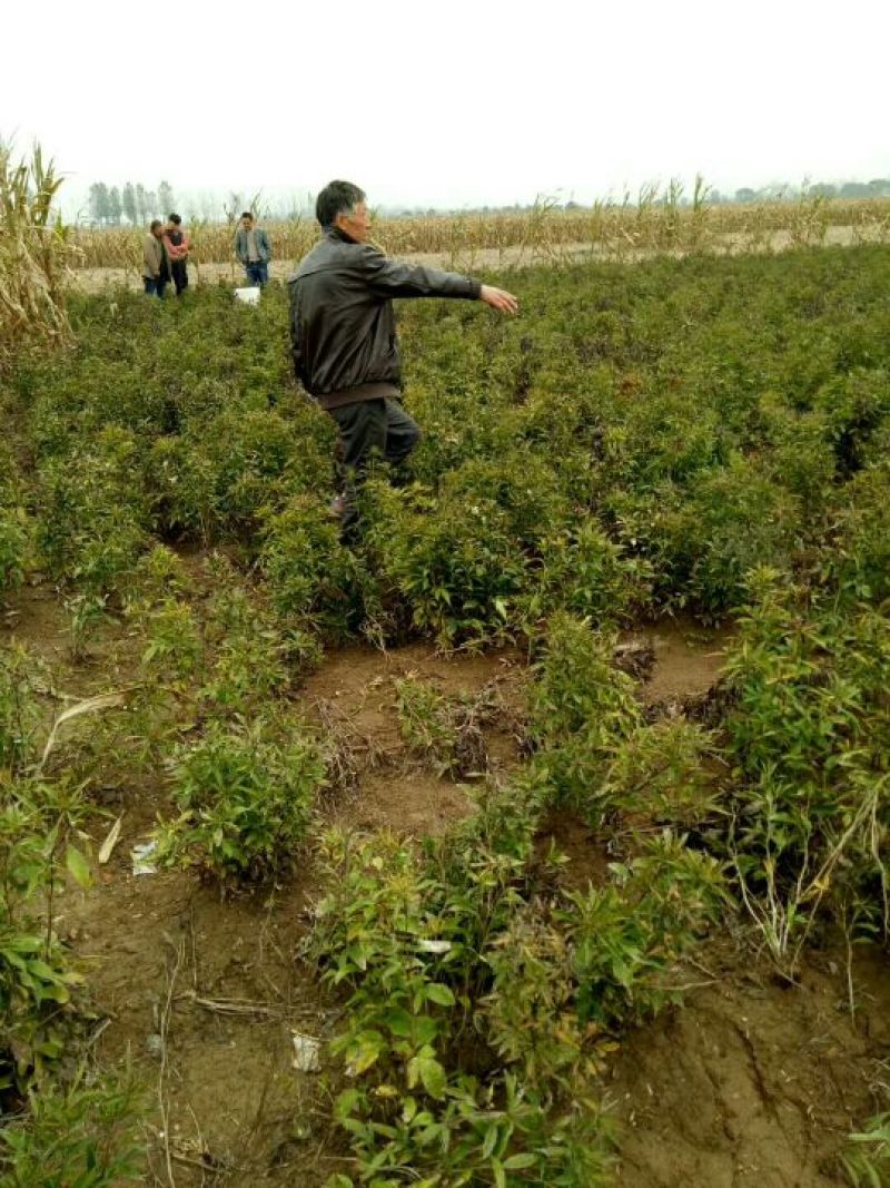白术种苗10cm以下