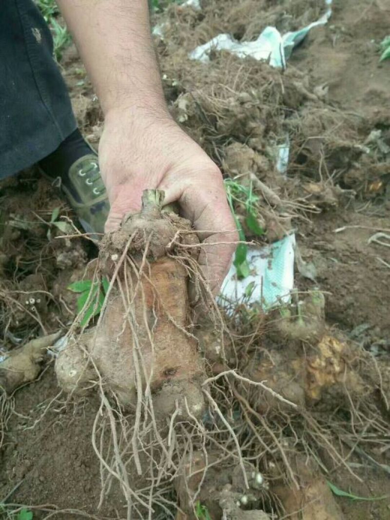 白术种苗10cm以下