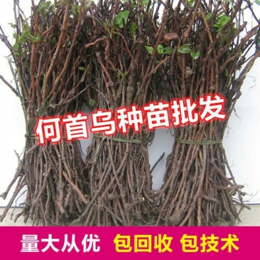 何首乌种子90%以上
