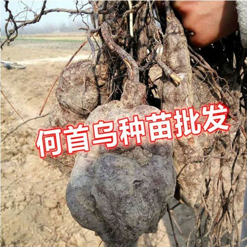 何首乌种子90%以上