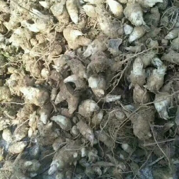 玄参苗