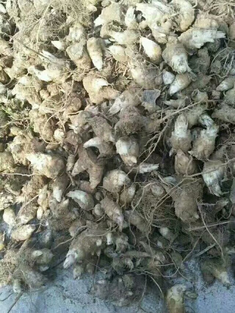 玄参苗
