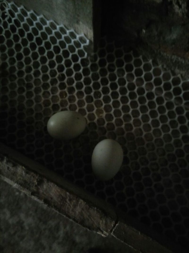 绿壳鸡蛋食用50g以下