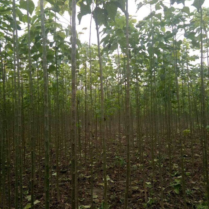 楸树3公分