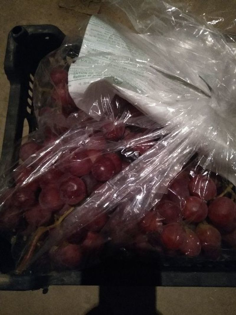 巨峰葡萄大量有货葡萄园直产欢迎来电咨询
