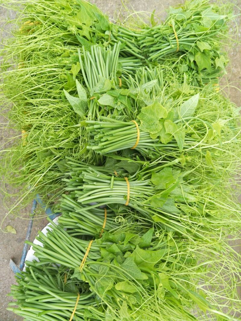 龙须菜嫩