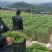 龙须菜佛手瓜苗