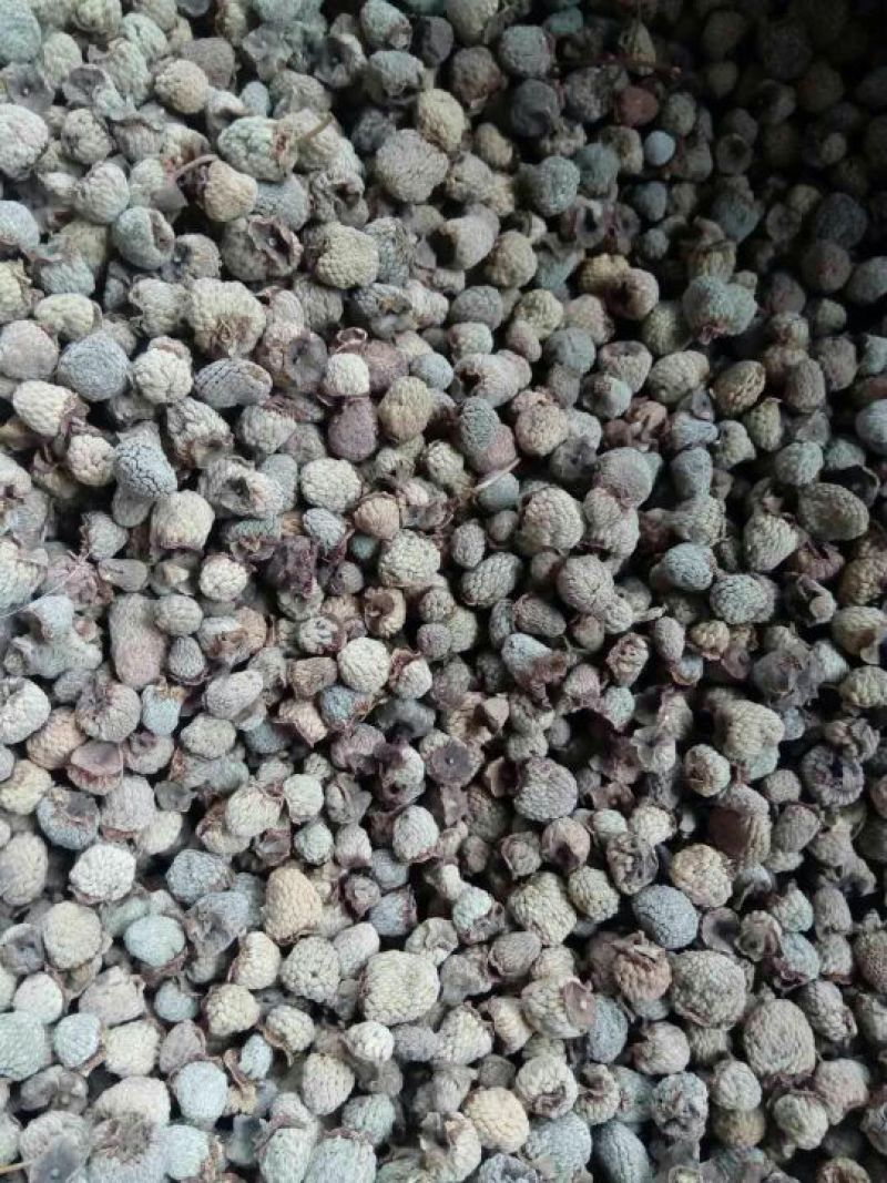 浙江覆盆子，掌叶覆盆子。