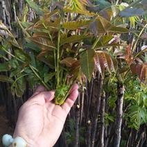 红油香椿芽，红香椿芽，绿香椿，香椿芽21~30cm