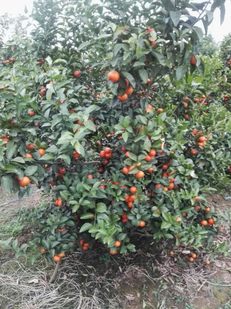 沙糖桔二级3~4cm