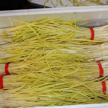 蒜黄40~50cm