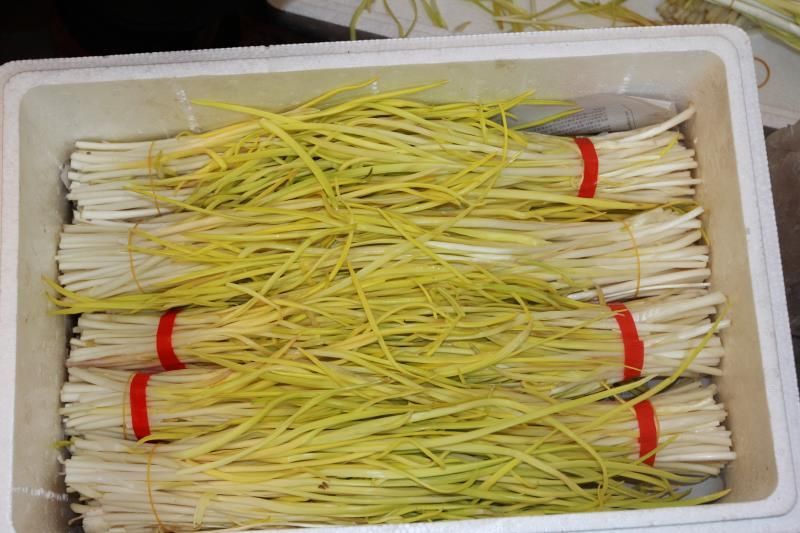 蒜黄40~50cm