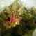 红油香椿芽，红香椿芽，绿香椿，香椿芽21~30cm
