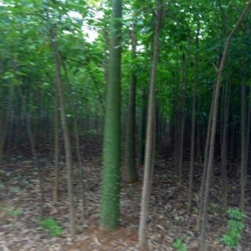 秋枫261~300cm