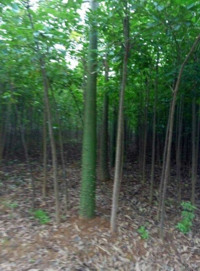 秋枫261~300cm