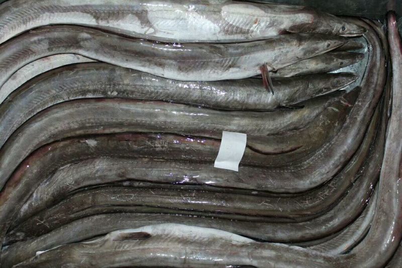 鳗鱼食用0.5~0.6公斤/尾