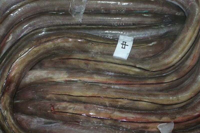 鳗鱼食用0.5~0.6公斤/尾