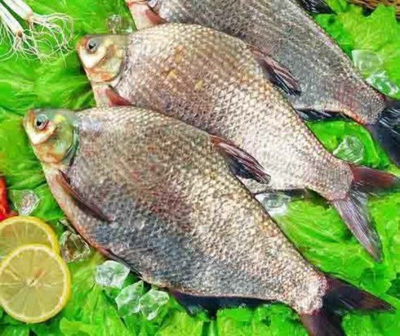 三角鲂食用冻鱼25~30cm