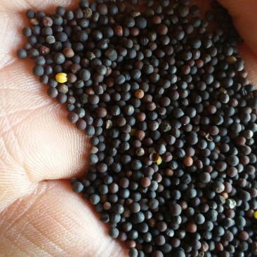 湖北纯本地优质甘蓝型油菜籽1级，
