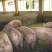 生猪100~150公斤