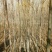 白蜡树6~8cm4~6cm