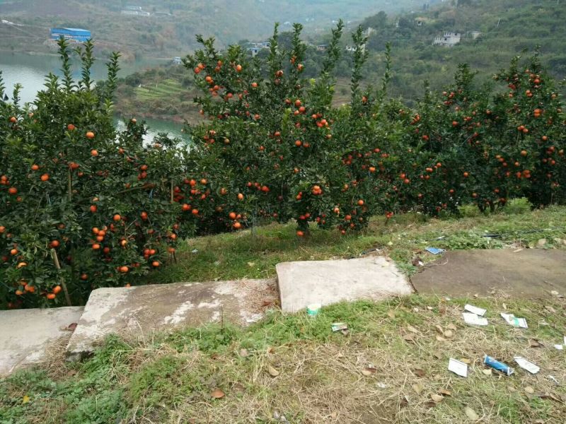 万州红橘，古红菊产地直销，有市场的老板。看过来，货源充足