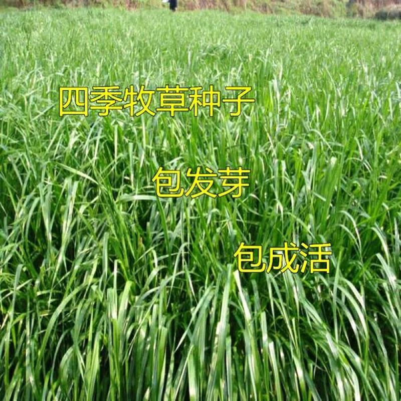 进口多年生黑麦草种子四季常青畜牧草种子猪牛羊鸡鸭鹅鱼草籽