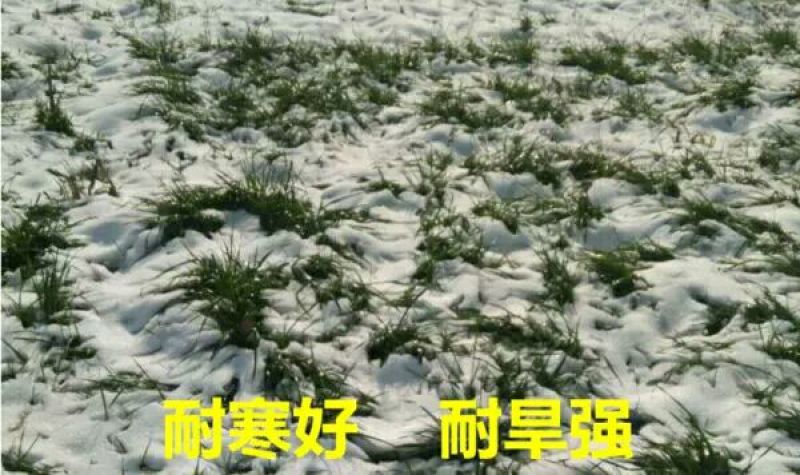 进口多年生黑麦草种子四季常青畜牧草种子猪牛羊鸡鸭鹅鱼草籽