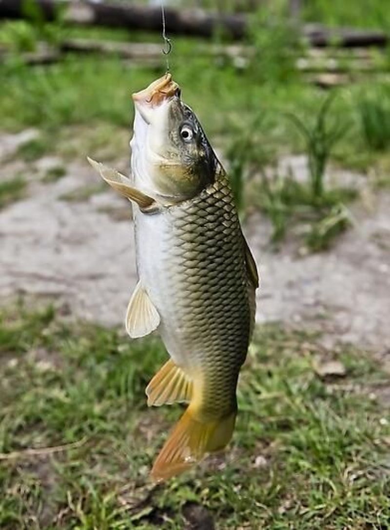 鲤鱼食用0.5~1公斤