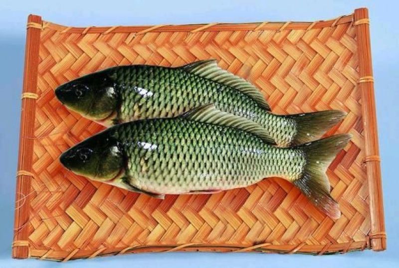 鲤鱼食用0.5~1公斤
