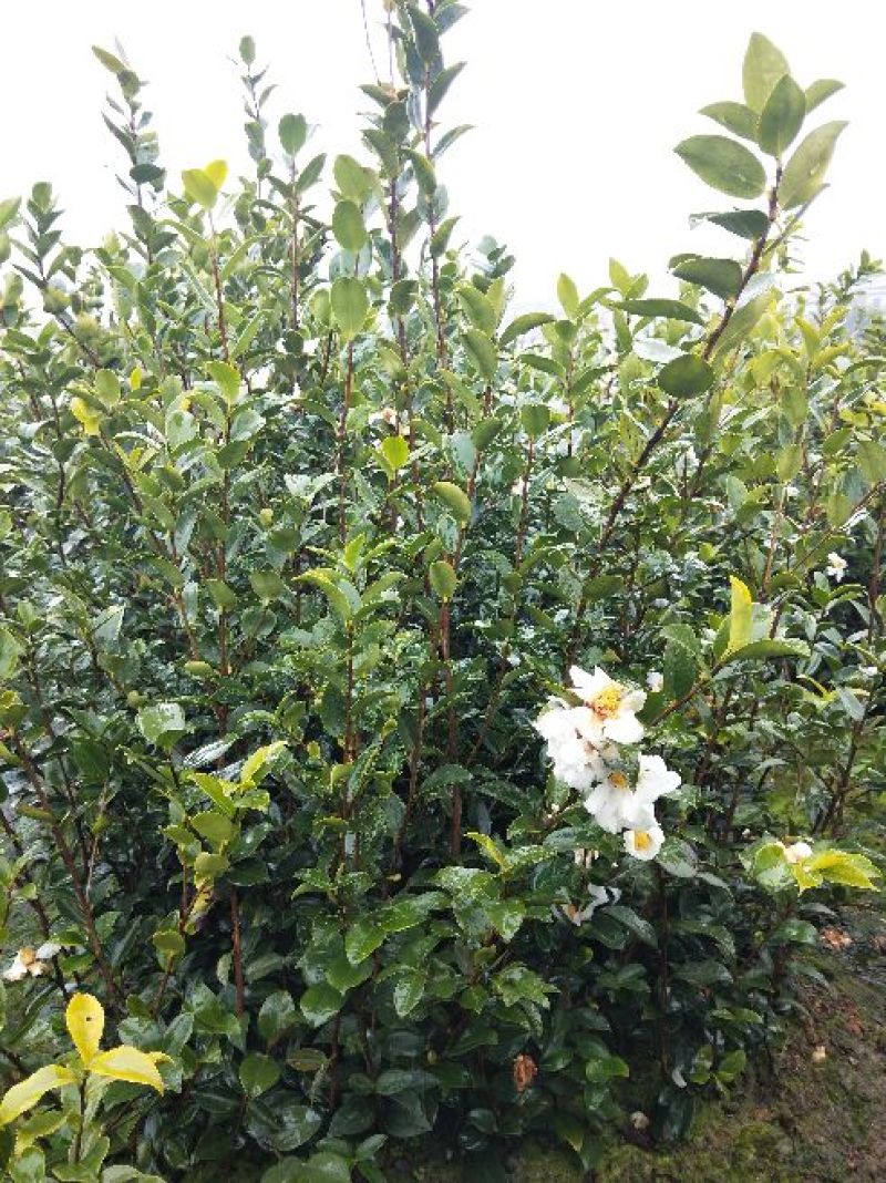 茶树苗嫁接油茶苗1米以上