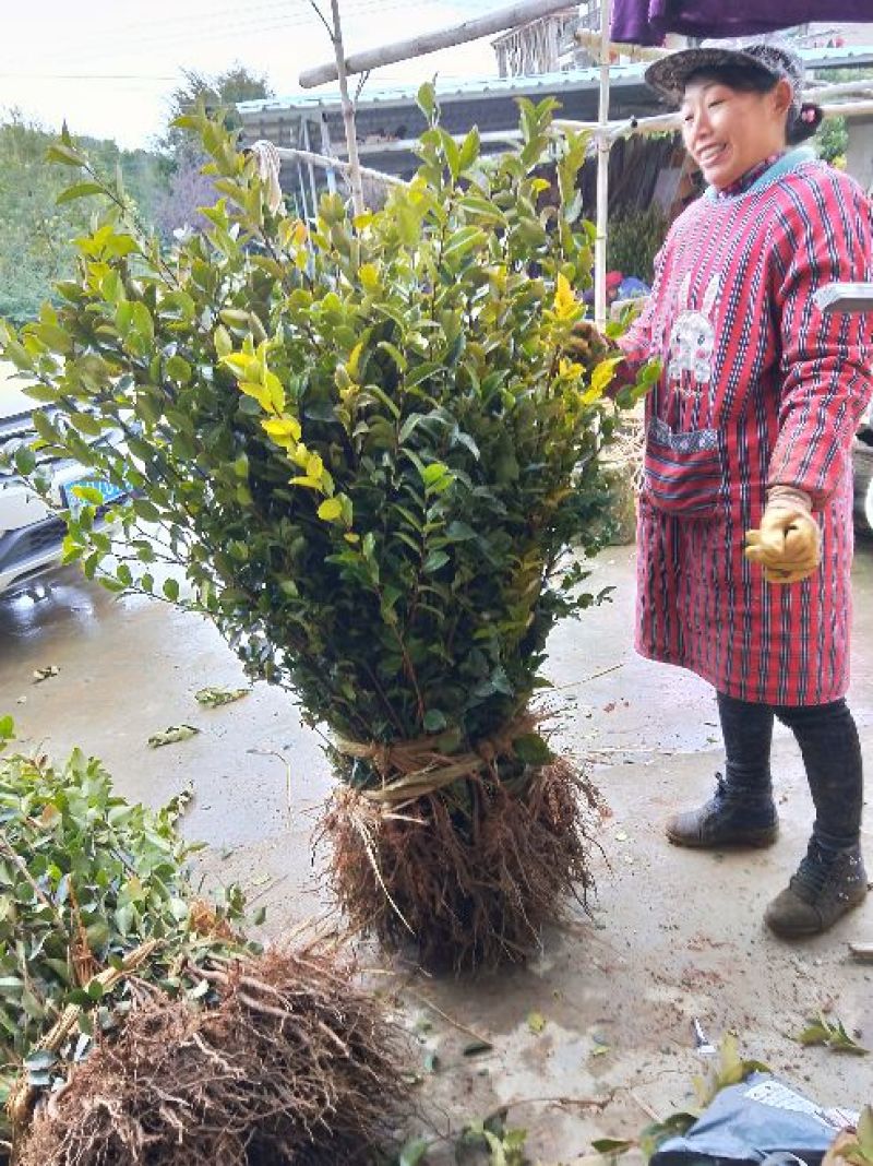 茶树苗嫁接油茶苗1米以上