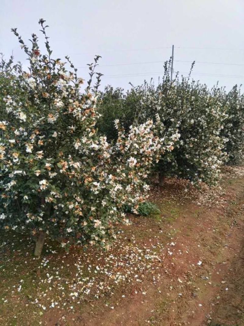 茶树苗嫁接油茶苗1米以上