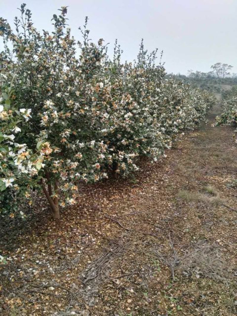 茶树苗嫁接油茶苗1米以上