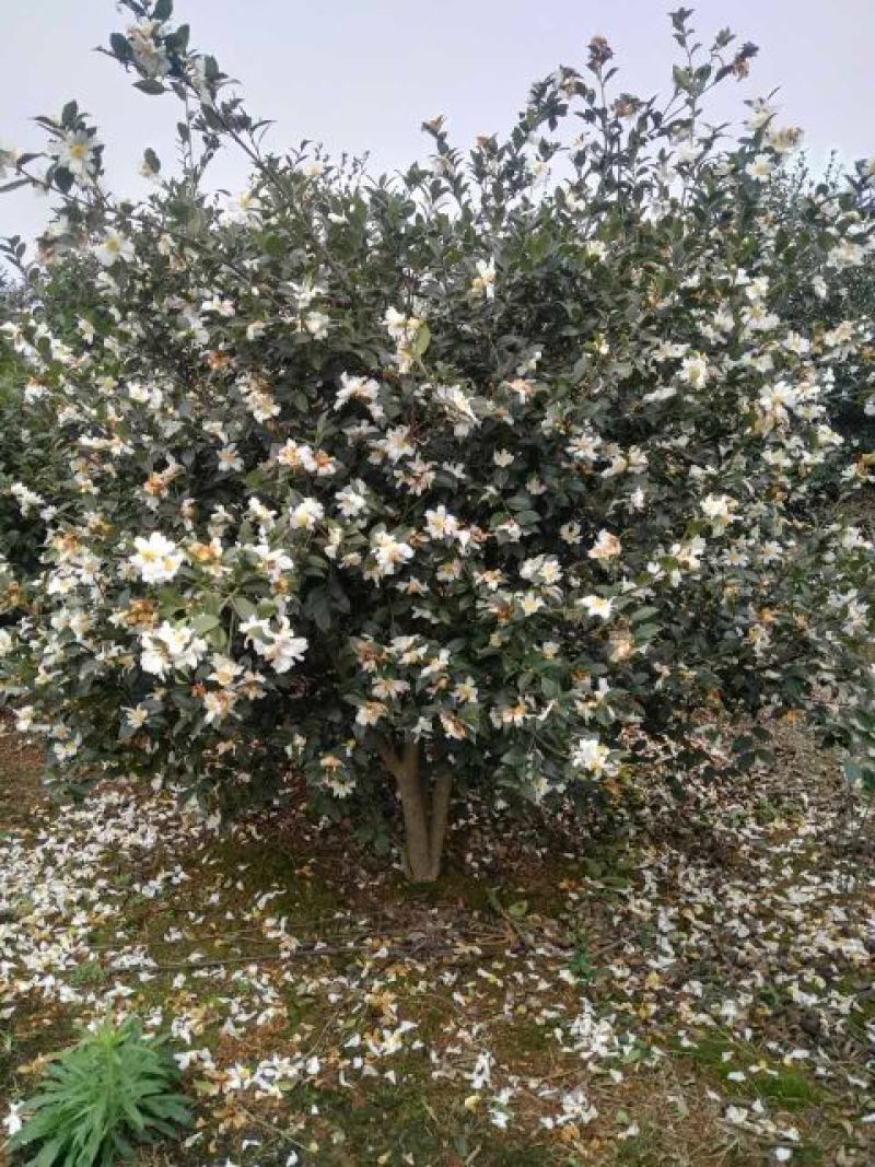 茶树苗嫁接油茶苗1米以上