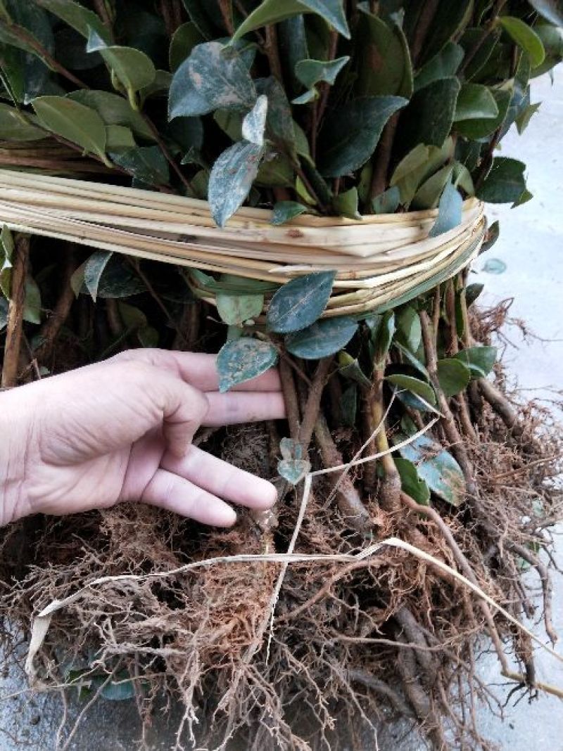 茶树苗嫁接油茶苗1米以上