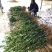 茶树苗嫁接油茶苗1米以上