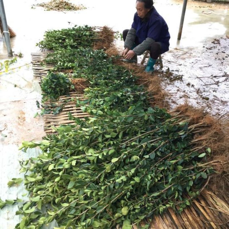 茶树苗嫁接油茶苗1米以上
