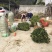 茶树苗嫁接油茶苗1米以上